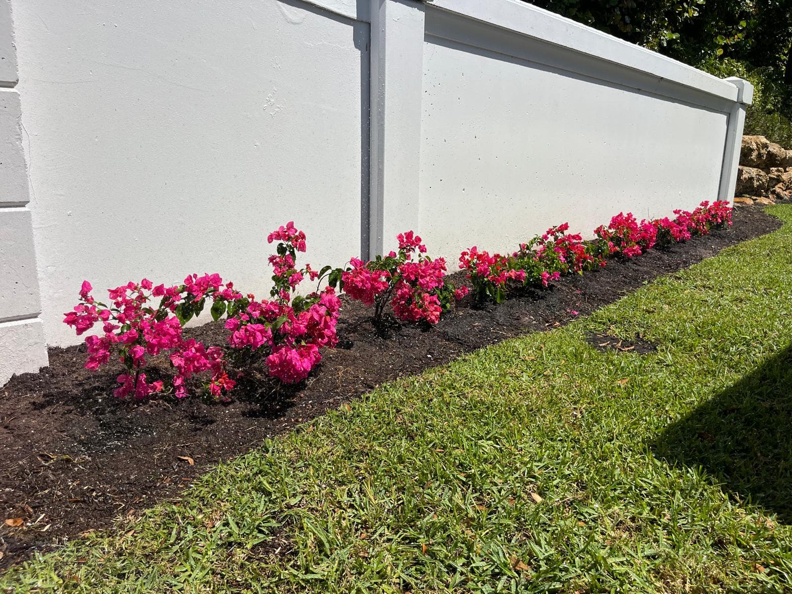 Vibrant pink bougainvillea flowers planted in dark mulch along a white wall and green lawn.