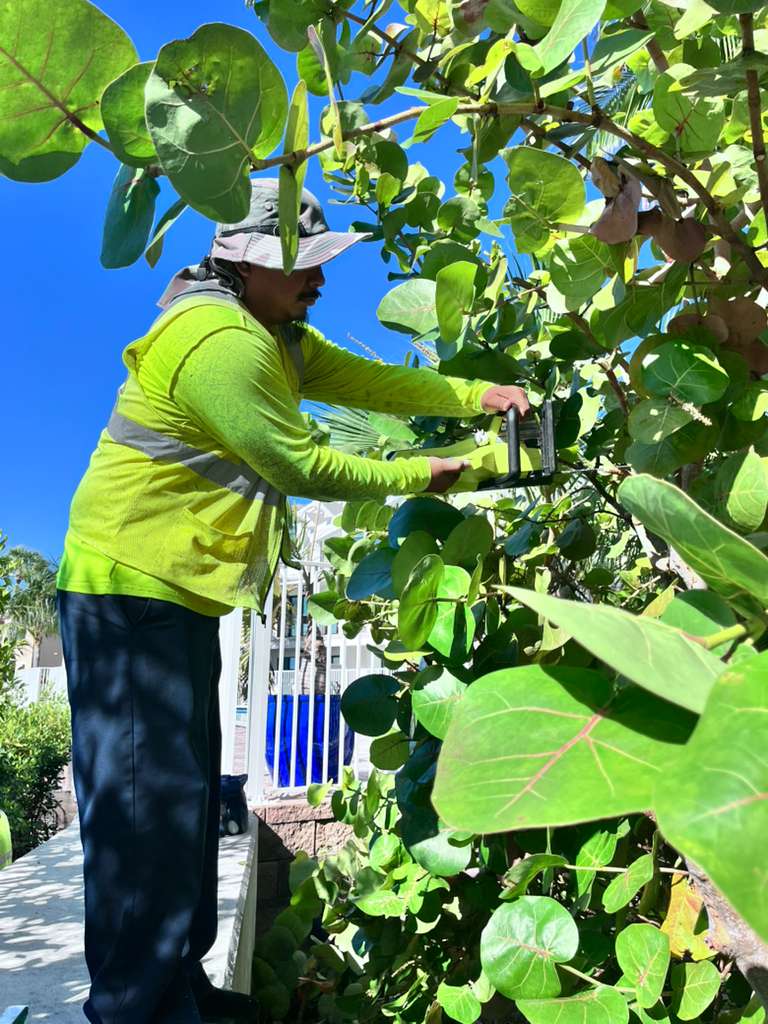 Landscaper in high-visibility gear trims a lush sea grape tree with a power tool.